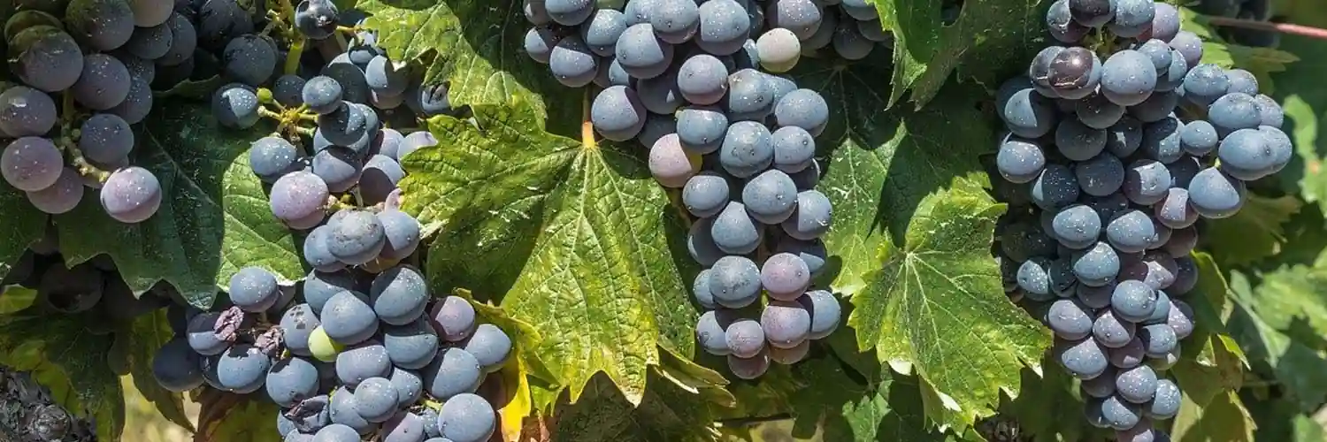 merlot-uva-vino-tinto